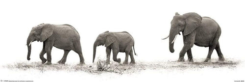 Pyramid Mario Moreno The Elephants Poster 91,5x30,5cm | Yourdecoration.co.uk