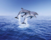 Pyramid Dolphin Trio Poster 50x40cm | Yourdecoration.co.uk