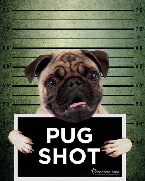 Pyramid Rachael Hale Pug Shot Banjo Poster 40x50cm | Yourdecoration.co.uk