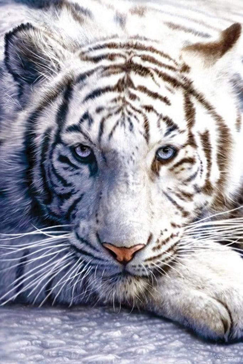 Pyramid White Tiger Poster 61x91,5cm | Yourdecoration.co.uk