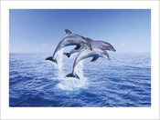 Pyramid Dolphin Trio Art Print 30x40cm | Yourdecoration.co.uk