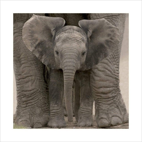 Pyramid Big Ears Baby Elephant Art Print 40x40cm | Yourdecoration.co.uk