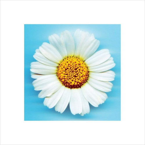 Pyramid Big Daisy Art Print 40x40cm | Yourdecoration.co.uk