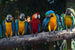 Dimex Colourful Macaw Wall Mural 375x250cm 5 Panels | Yourdecoration.co.uk