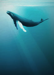 Komar Non Woven Wall Mural Iax4 0045 Artsy Humpback Whale | Yourdecoration.co.uk